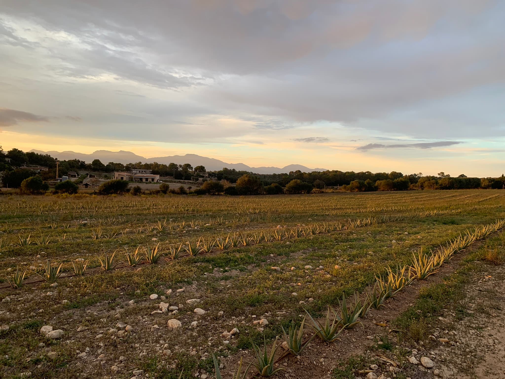 campo de aloe vera 2