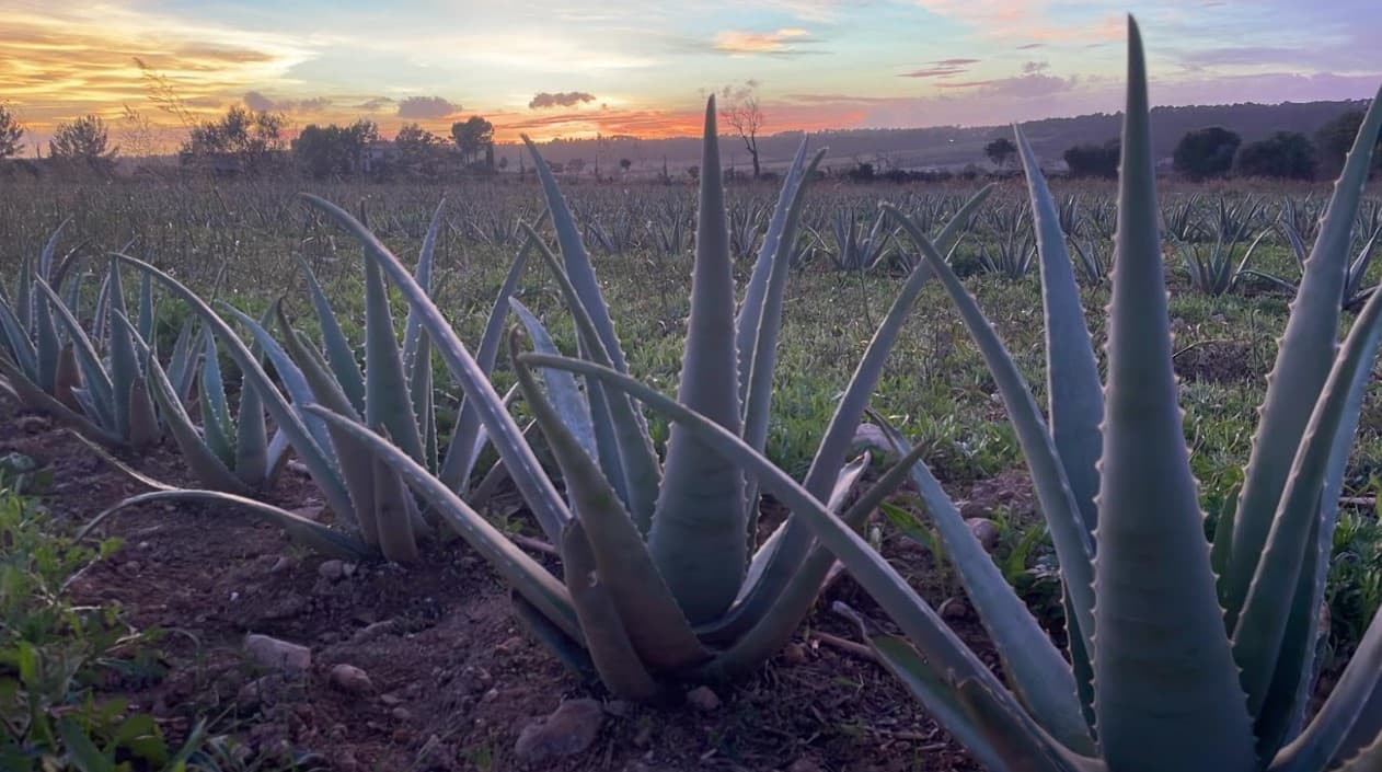 aloe vera