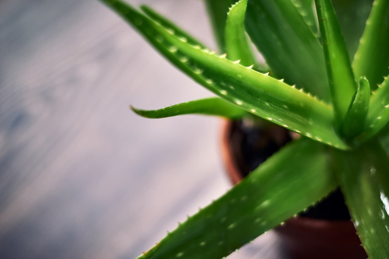 aloe vera hidratación 